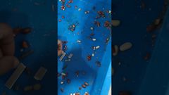 Tecnologia Unicomp - Teste de Amendoim por Raio-X de Alimentos